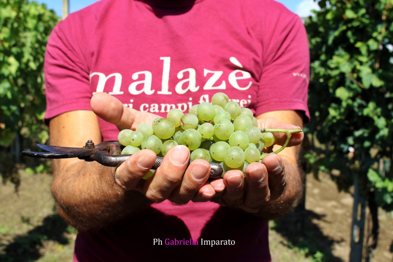 a person holding a bunch of grapes